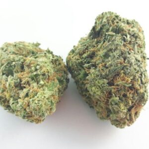 Buy NY Cheese Strain