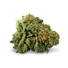 Order White Gushers Strain Online