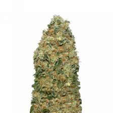 Buy White Widow Strain Online