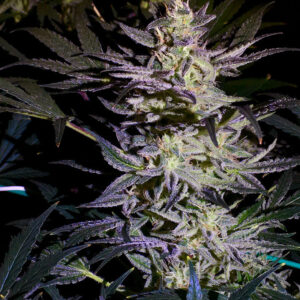 Buy Diesel Haze Automatic Seeds