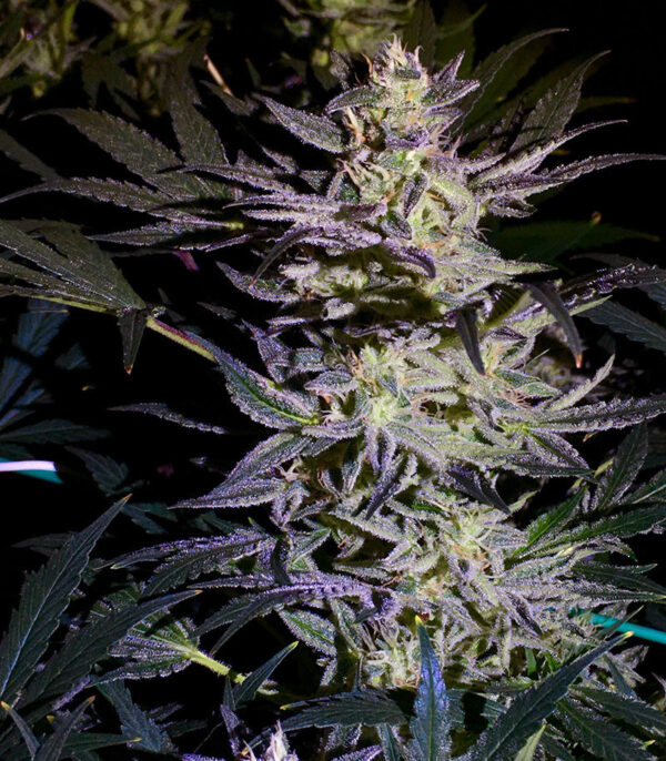 Buy Diesel Haze Automatic Seeds