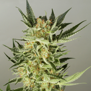 AK48 Automatic Seeds For Sale Online