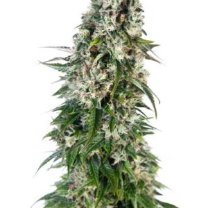 Buy Big Bud Automatic Seeds