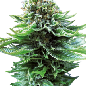 Buy Northern Lights Automatic Seeds