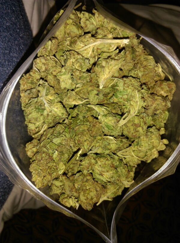 Cali Kush Strain