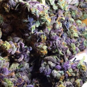 Granddaddy Purple Kush