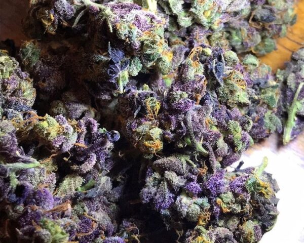 Granddaddy Purple Kush