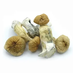 African Transkei Magic Mushroom