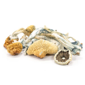 Best Place To Buy Blue Meanie Mushroom