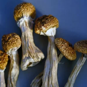 Golden Teacher Mushroom Strain