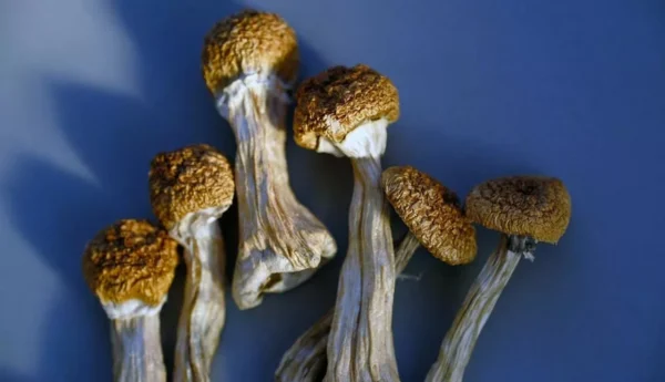 Golden Teacher Mushroom Strain