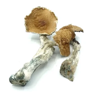 Best Place To Buy Hawaiian Magic Mushrooms