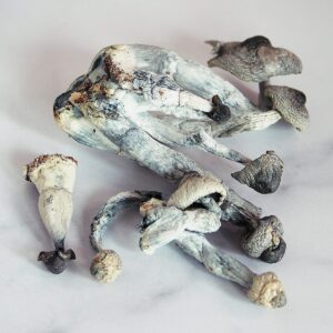Penis Envy magic Mushrooms For Sale