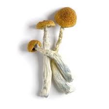 Buy Brazilian Magic Mushroom Online